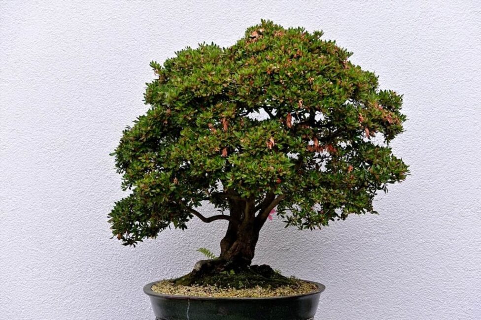 drzewko bonsai uprawa